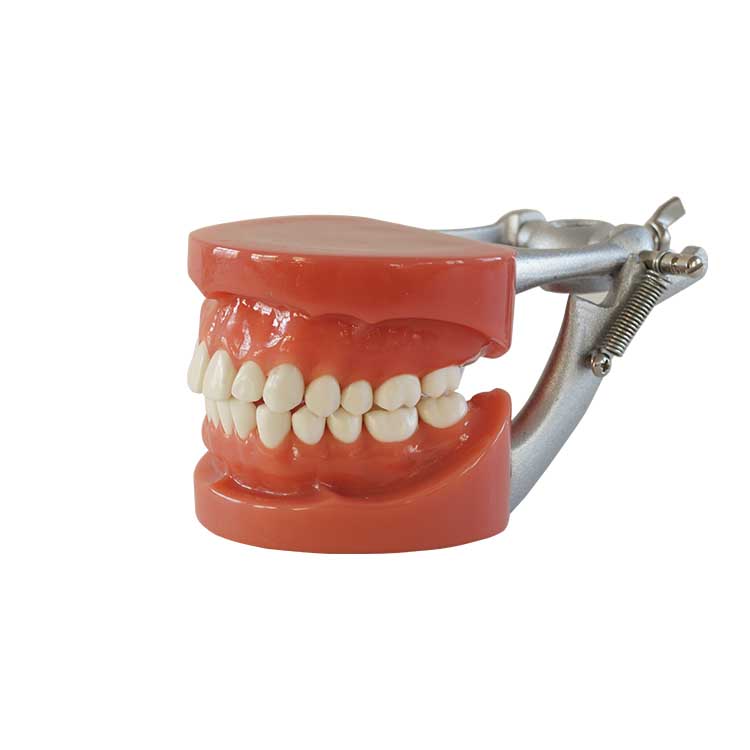  A0008 Dental Standard Teeth Model